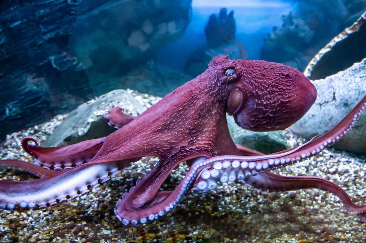 octopus